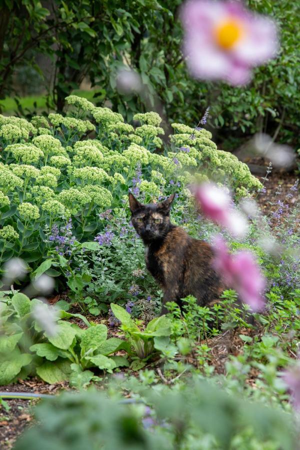 The Cat And The Owl B&B Groenlo Dış mekan fotoğraf